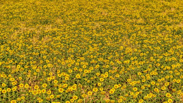 Aerial view of a vibrant sunflower field in Málaga, Spain, during summer.