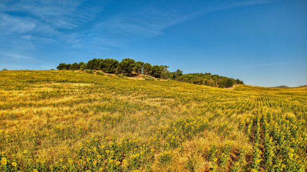 A stunning aerial view of a sunflower field under a clear blue sky in Málaga, Spain.