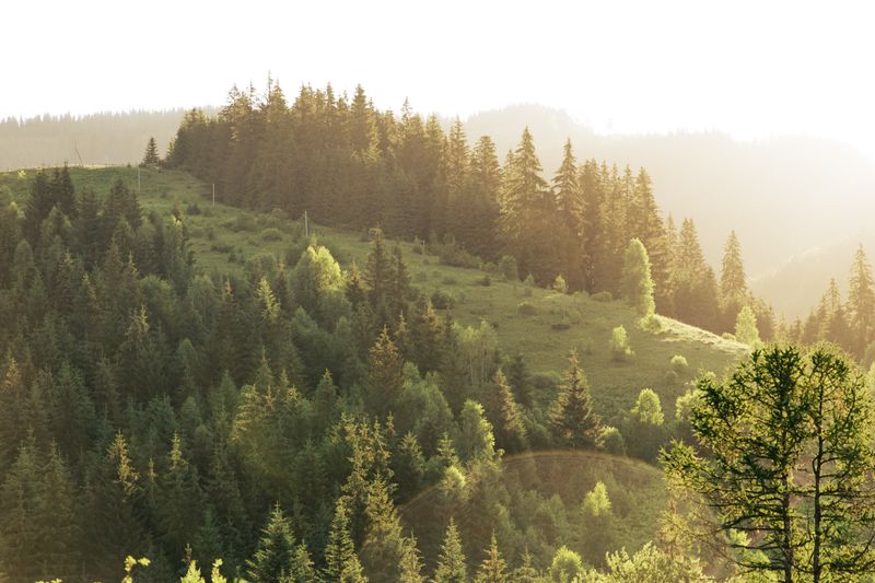 Forest landscape by Tanita Lupa on Pexels