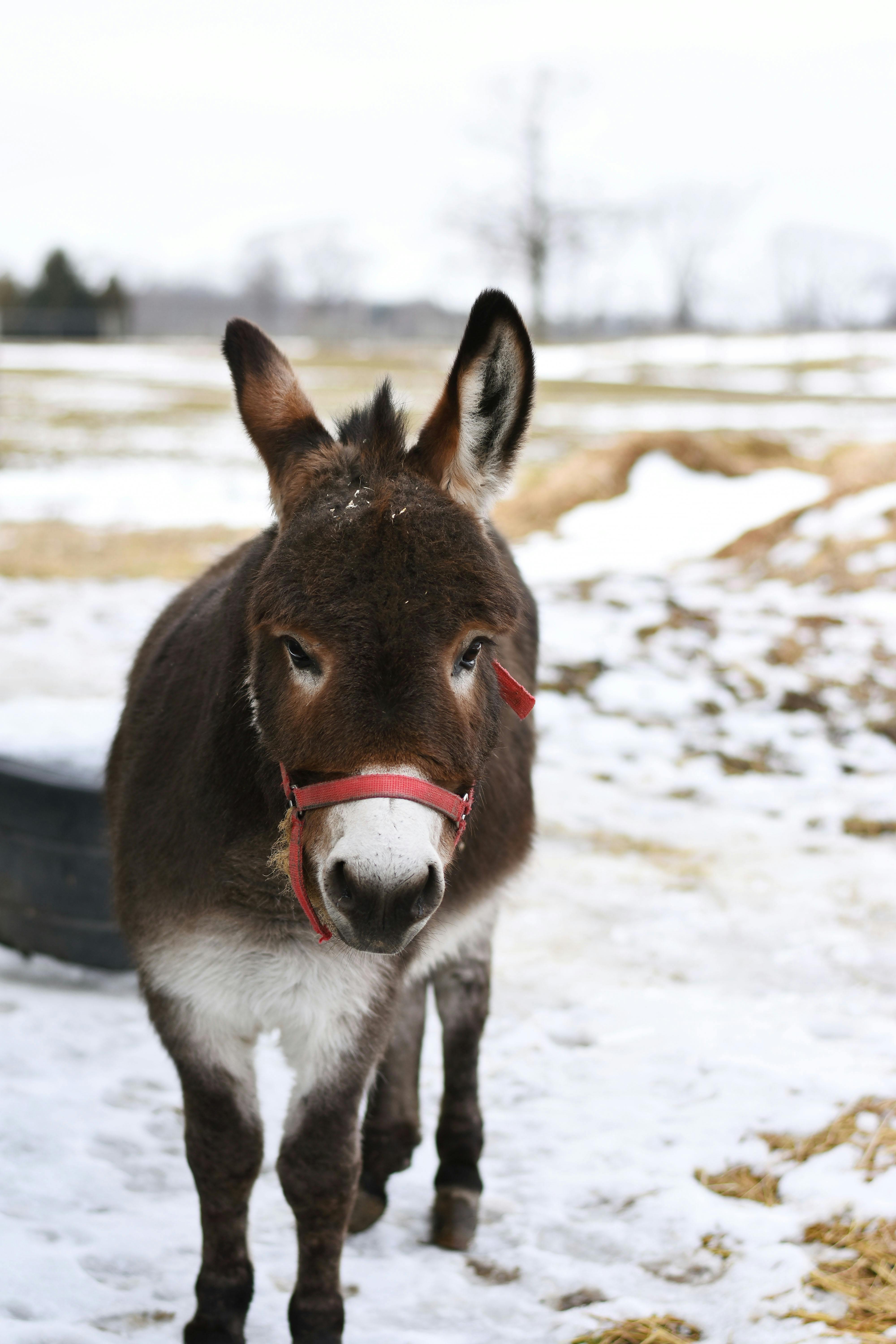 Black and White Donkey on Snow Covered Ground · Free Stock Photo