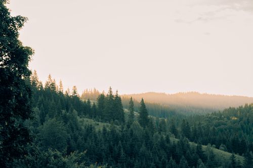 Free Misty sunrise over pine-covered hills in the Carpathians, Ukraine. Stock Photo
