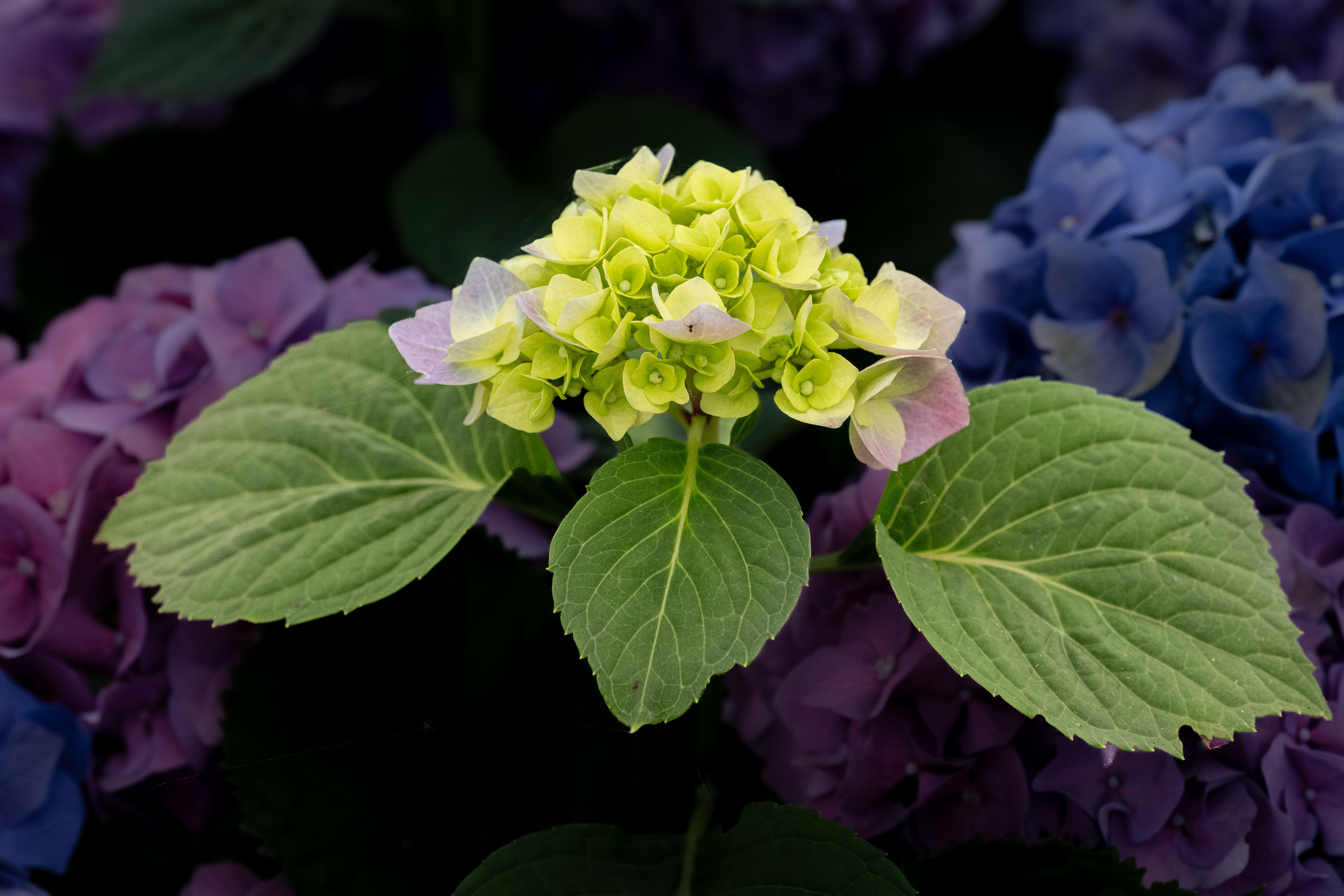 [ColoSach]-close-up-of-colorful-hydrangeas-with-green-leaves,-showcasing-vibrant-colors-in-a-garden-setting.