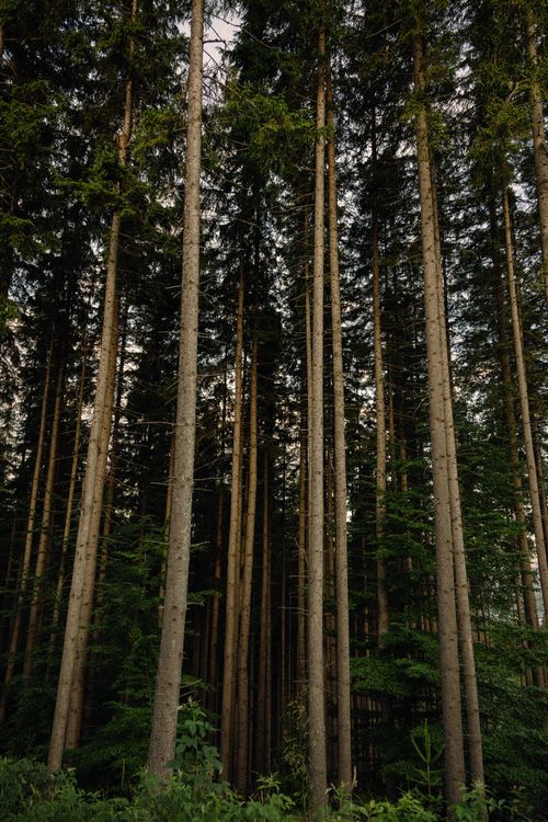 Free Tall pine trees forming a dense forest canopy in natural daylight. Stock Photo