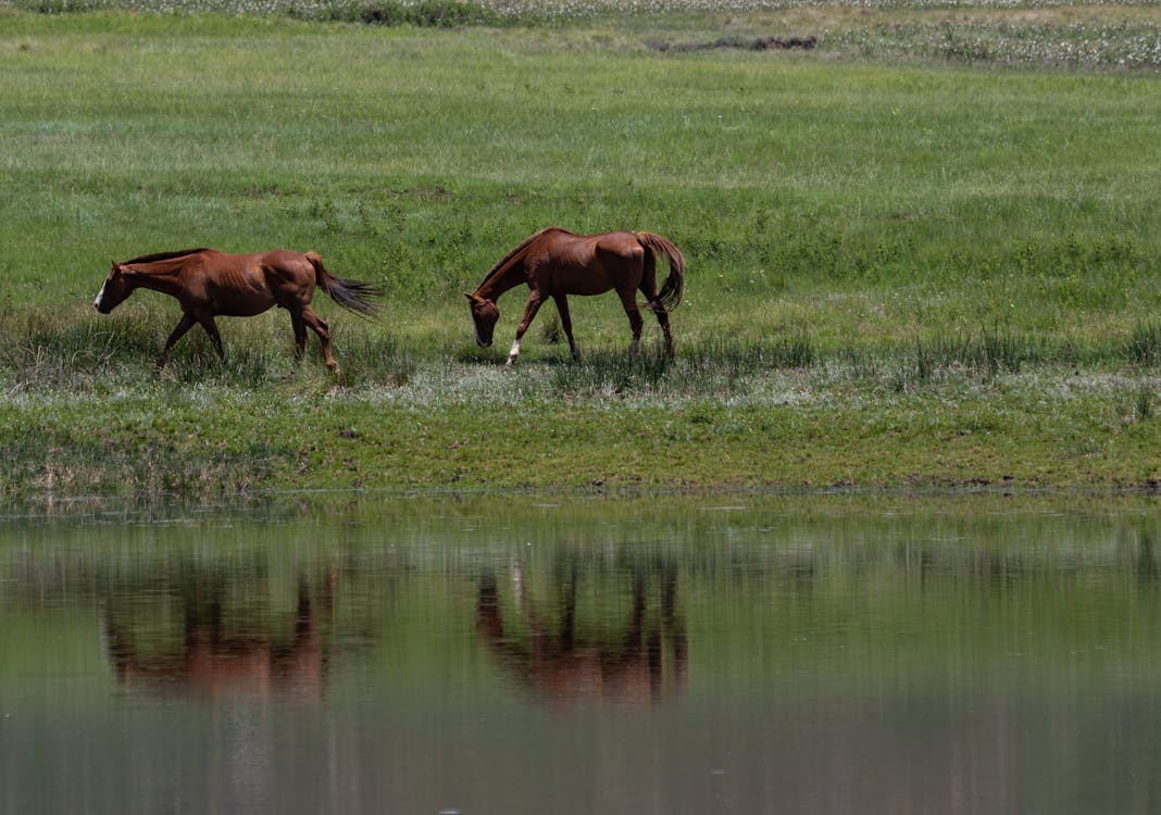 Free Brown Horses on Green Grass Field Near Lake Stock Photo