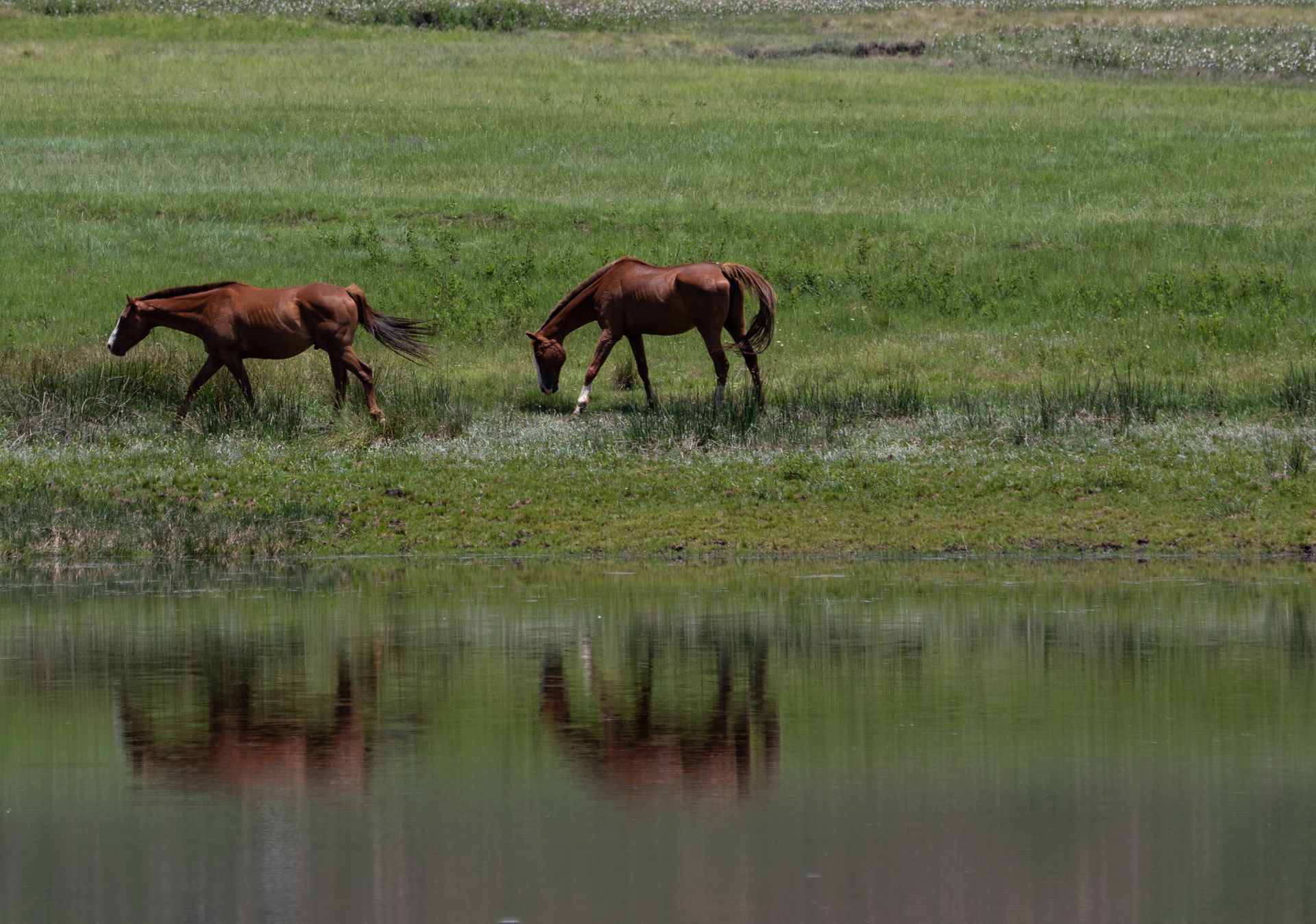 Brown Horses on Green Grass Field Near Lake