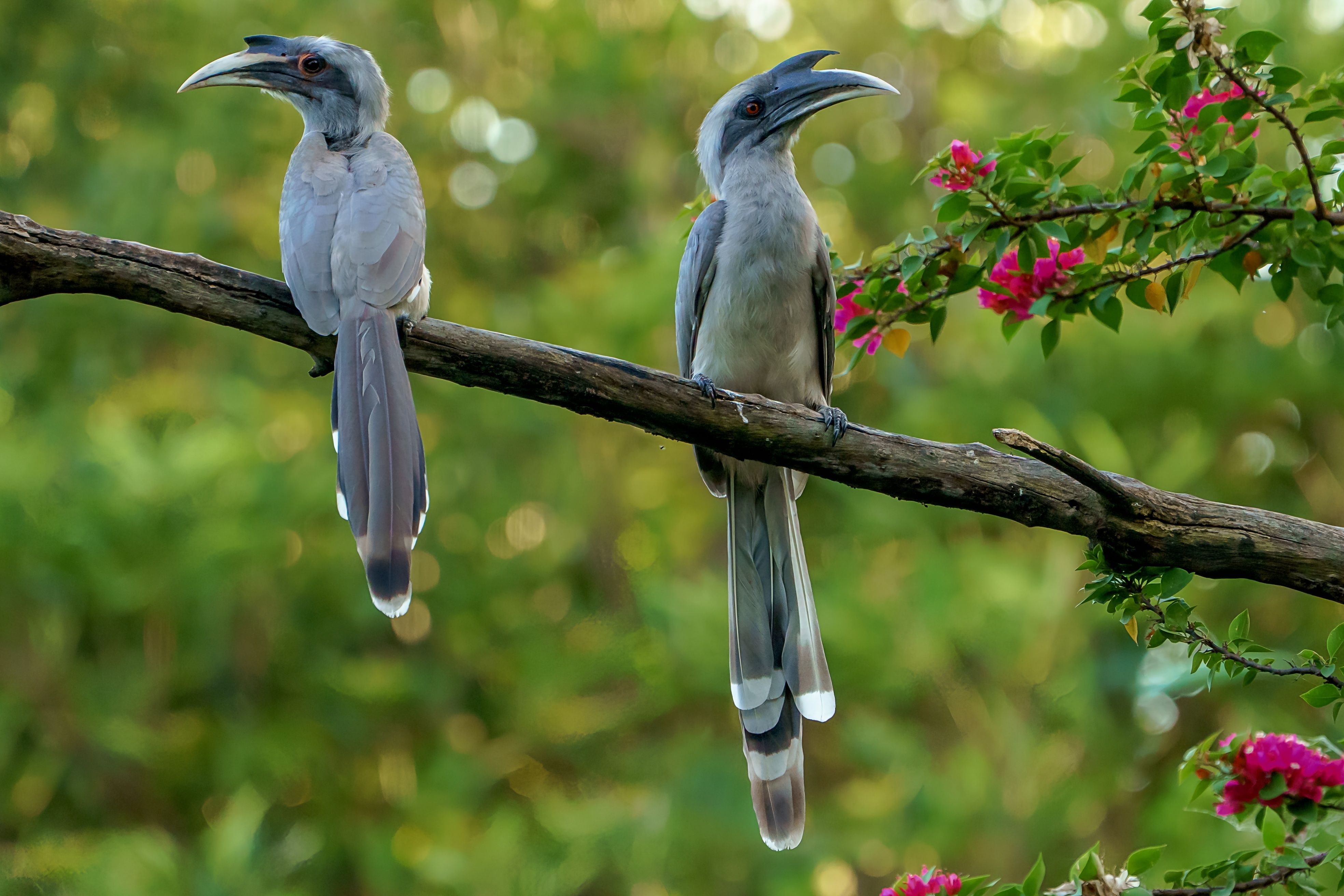 Indian grey hornbills resting on a branch amidst foliage in Meerut, India.