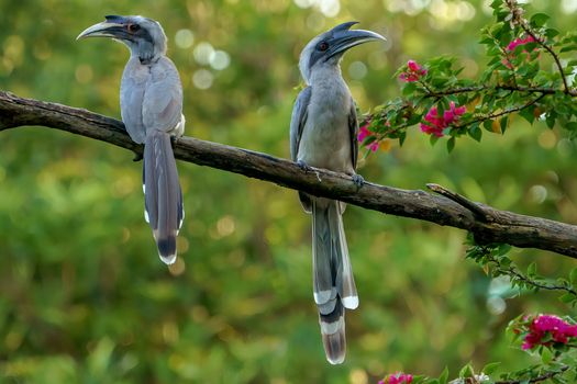 Indian grey hornbills resting on a branch amidst foliage in Meerut, India.