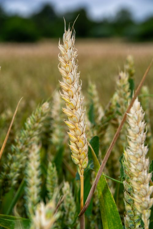 Free Detailed view of ripe wheat ears in a Coesfeld field during summer. Stock Photo