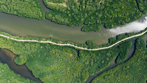 Aerial View of Green Trees and River