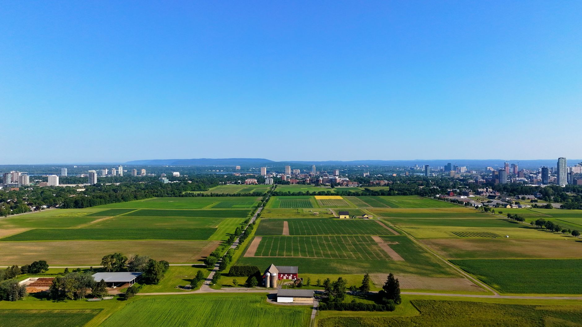 Heat haze over a green tobacco field near Springfield in late July