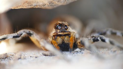 Free Macro shot capturing the intricate details of a tarantula's face under natural light. Stock Photo