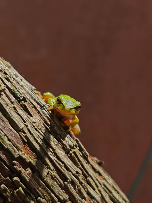Free Close-up of a vibrant green tree frog perched on textured bark in natural light. Stock Photo