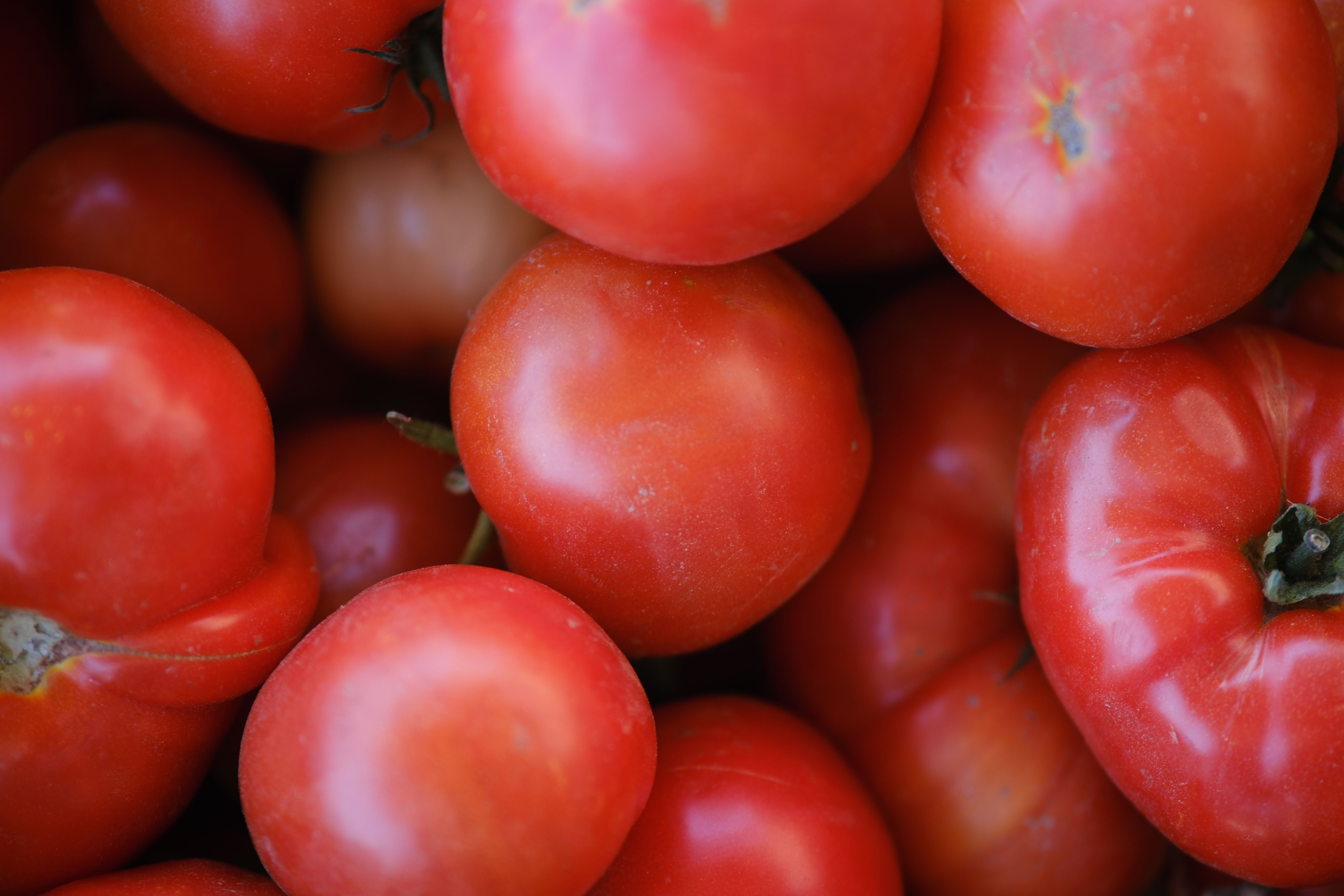 A vibrant close-up shot of ripe red tomatoes, showcasing their natural freshness and rich color.