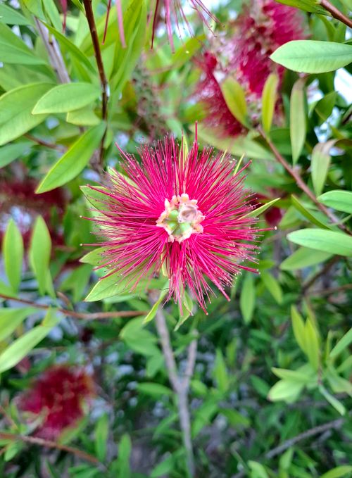 Free Red bottlebrush flower in lush greenery, showcasing vibrant colors and natural beauty. Stock Photo