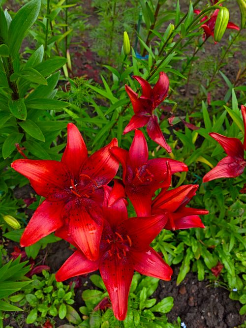 Free Bright red lilies capturing attention in a lush garden setting, showcasing natural beauty. Stock Photo