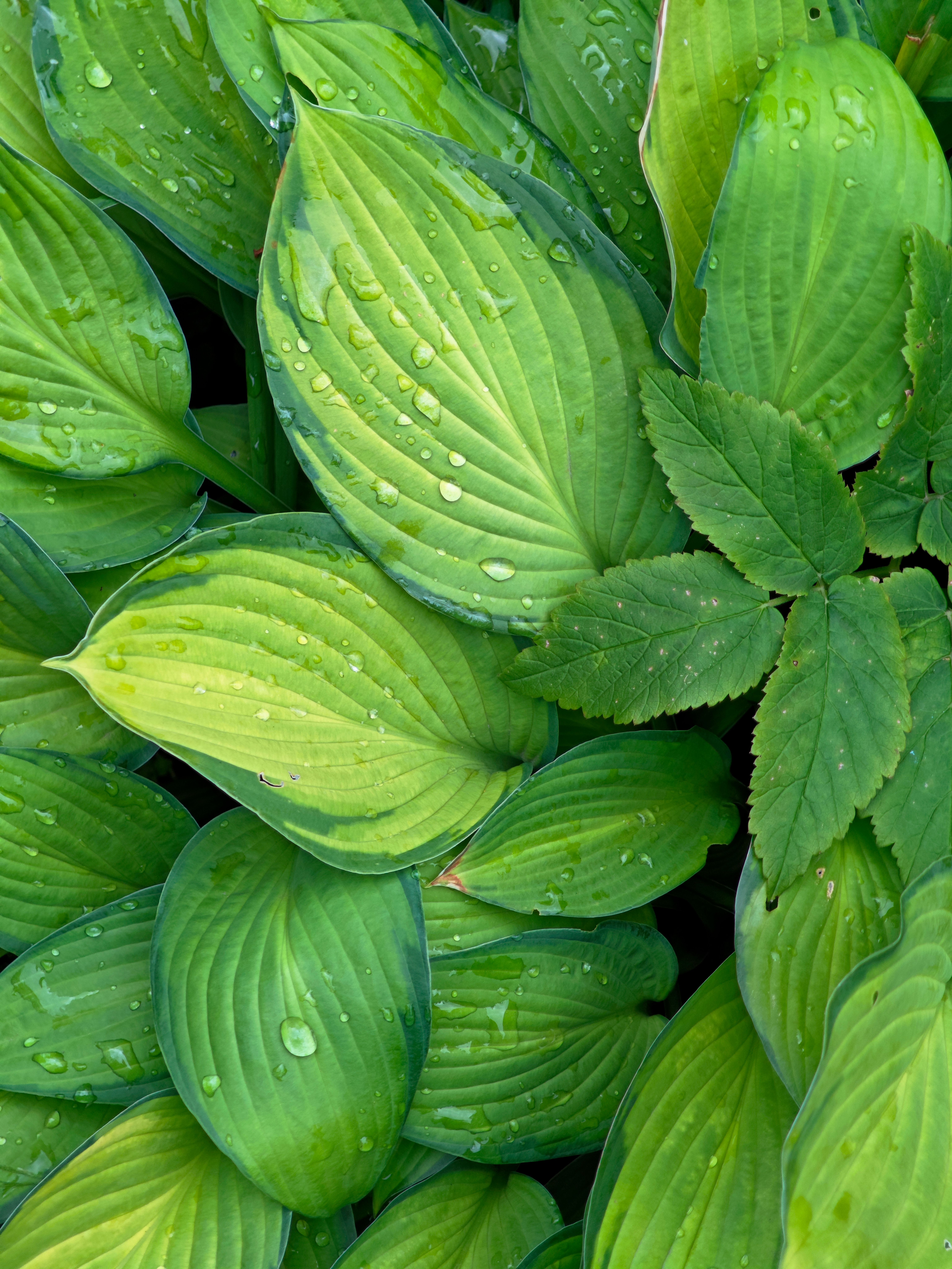 Close-up of vivid hosta leaves with water droplets, showcasing lush greenery and textures.