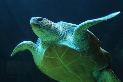 Kostnadsfri bild av havsliv, havssköldpadda, sköldpadda