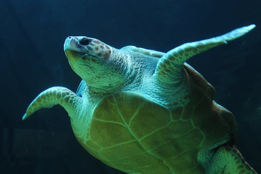 underwater, turtle, sea turtle, sea life - Sealife