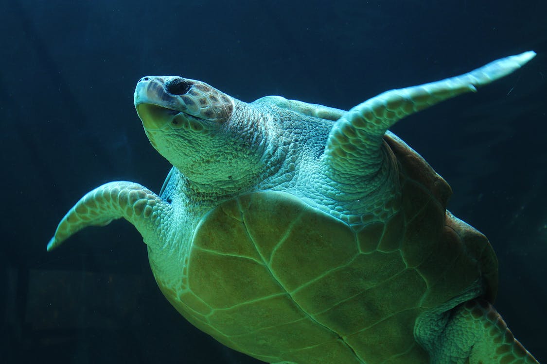 bezplatná Základová fotografie zdarma na téma mořská želva, mořský život, podvodní Základová fotografie