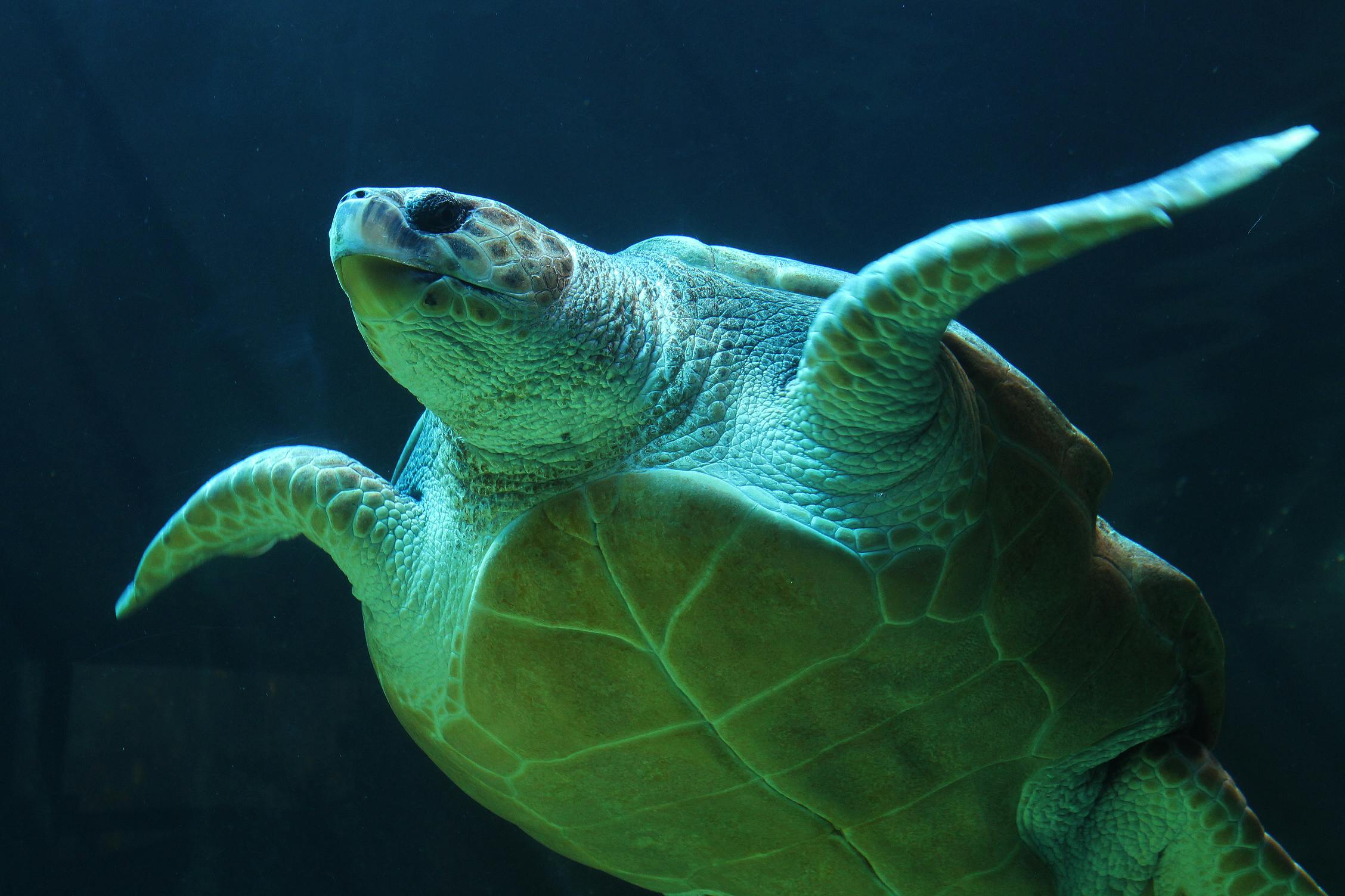 Kostenloses Foto zum Thema: leben im meer, meeresschildkr\u00f6te, schildkr\u00f6te