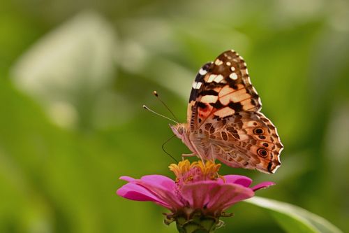 Free Close-up of a Painted Lady butterfly perched on a zinnia flower, showcasing delicate details and vibrant colors. Stock Photo