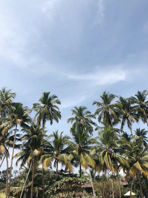 Palm Trees on Sri Lanka