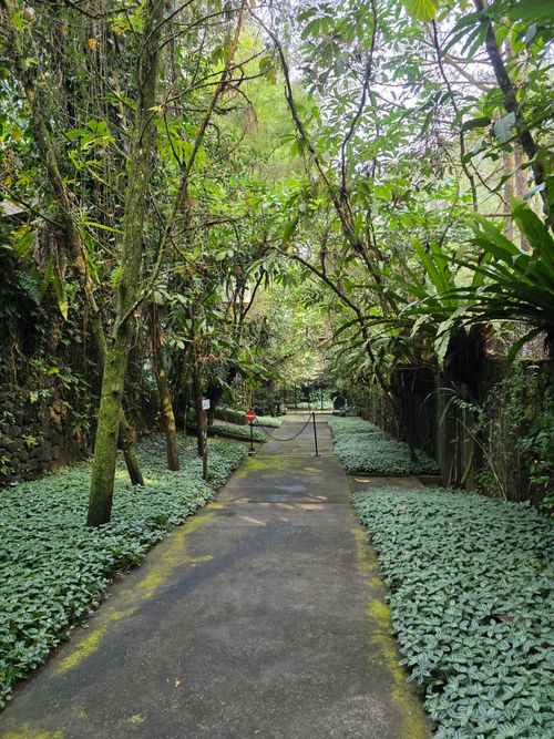 Free A serene pathway through jungle greenery in Indonesia, perfect for tranquil walks. Stock Photo