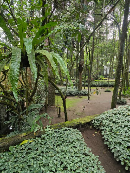 Free Serene view of a lush tropical garden in Indonesia with vibrant foliage and shaded pathways. Stock Photo