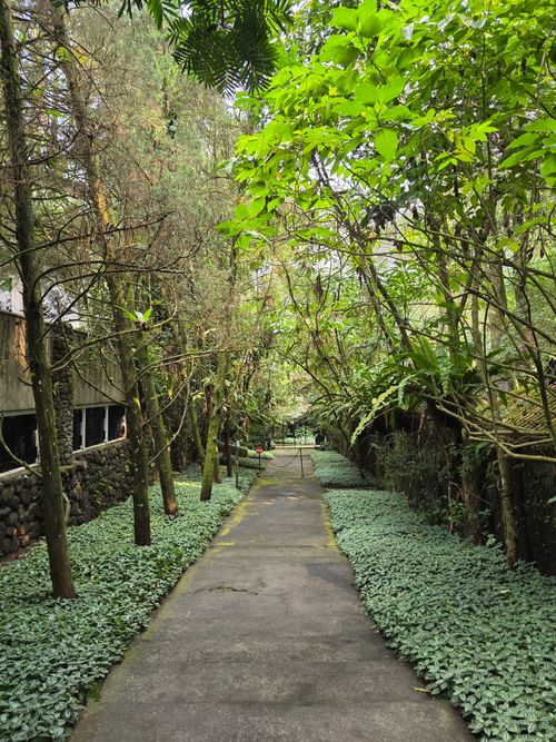 Free A tranquil forest pathway surrounded by lush greenery in Indonesia. Stock Photo
