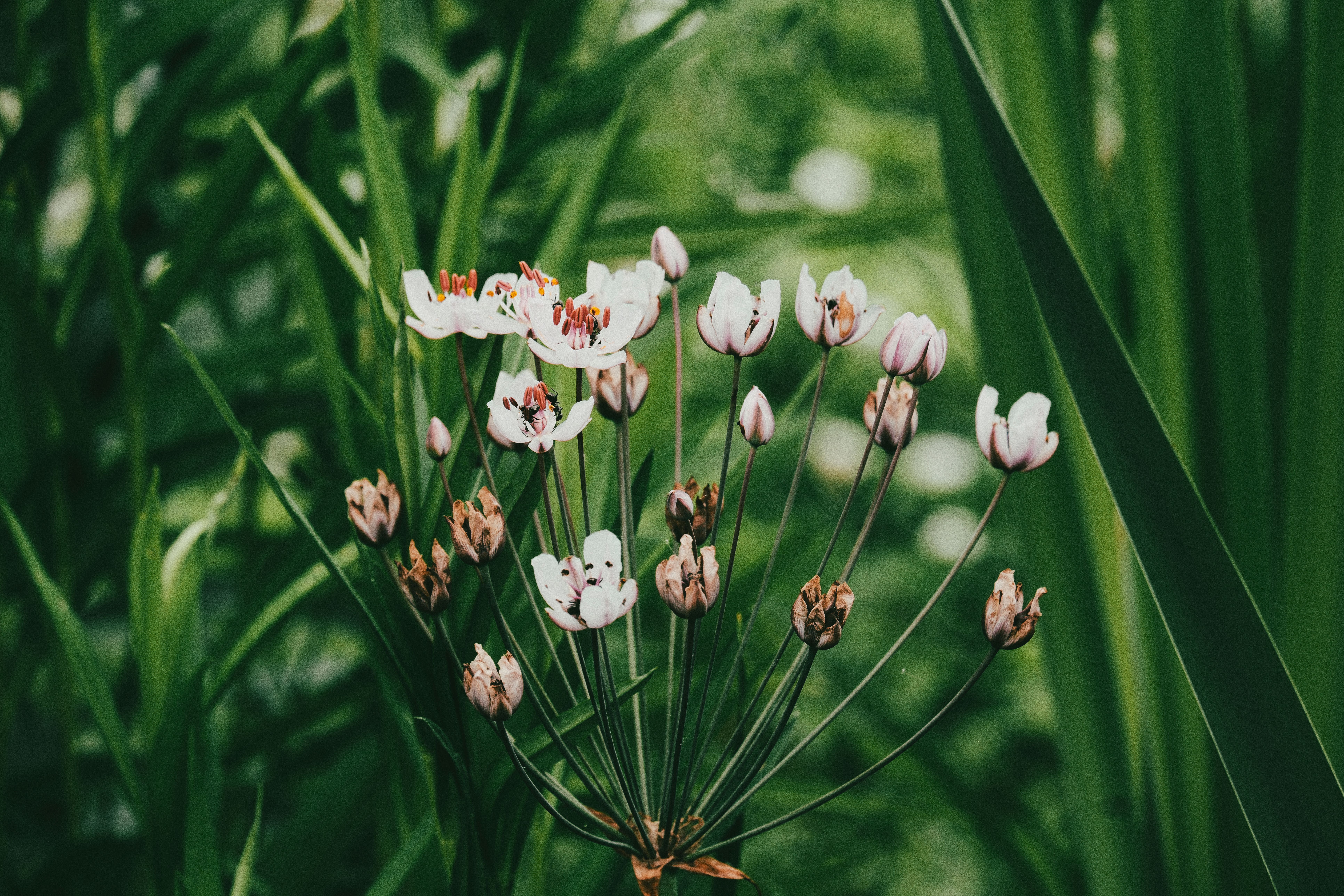 [ColoSach]-beautiful-butomus-umbellatus-in-full-bloom-surrounded-by-lush-greenery.