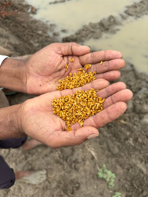 Free Farmer's hands showcasing wheat seeds ready for planting in a rural field. Stock Photo