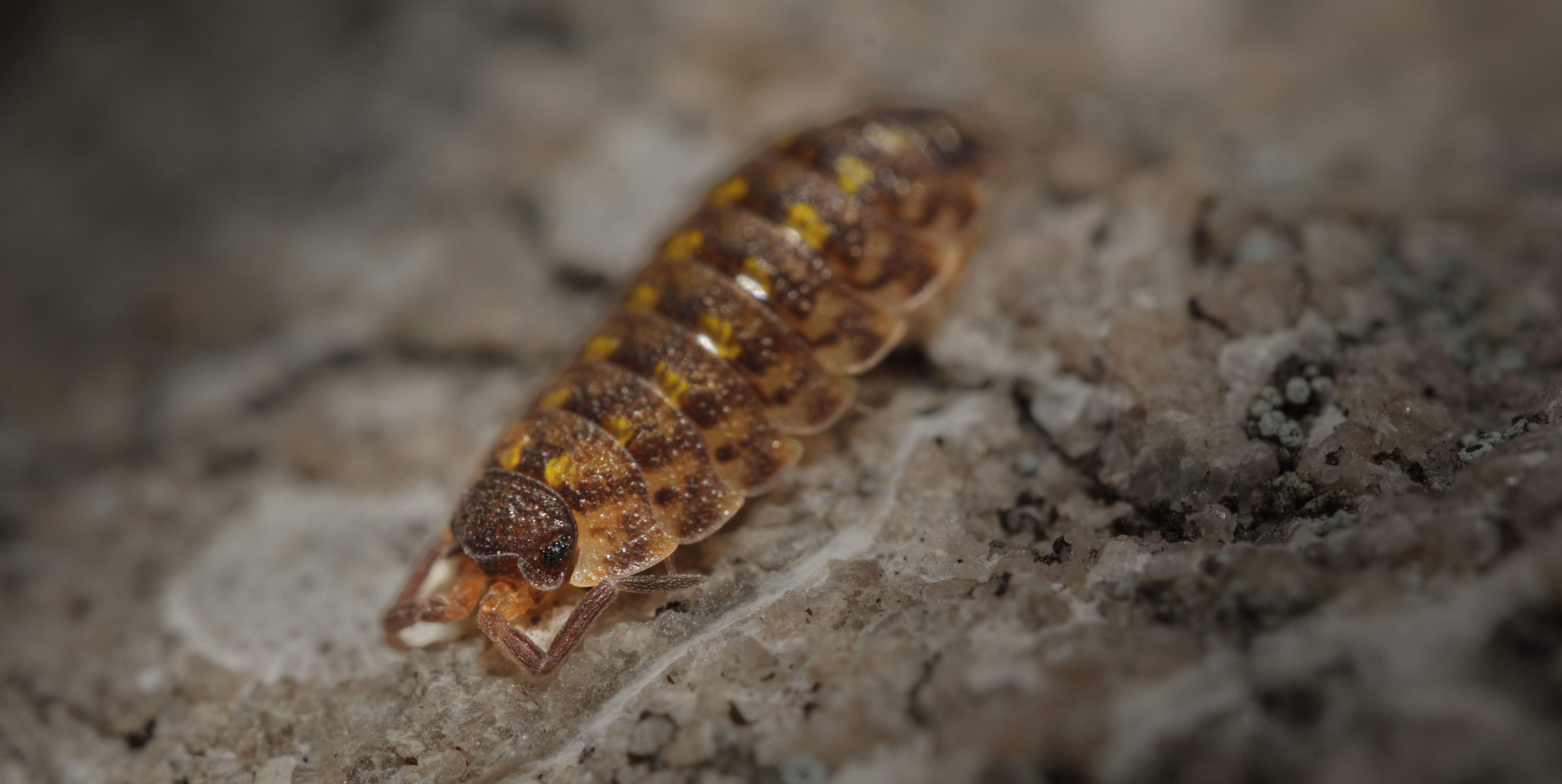 Macro shot of a woodlouse on a rocky surface showcasing intricate details and texture.