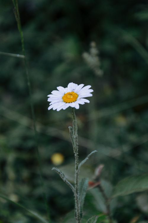 Free Close-up of a single white daisy with a yellow center against a blurred green background. Stock Photo