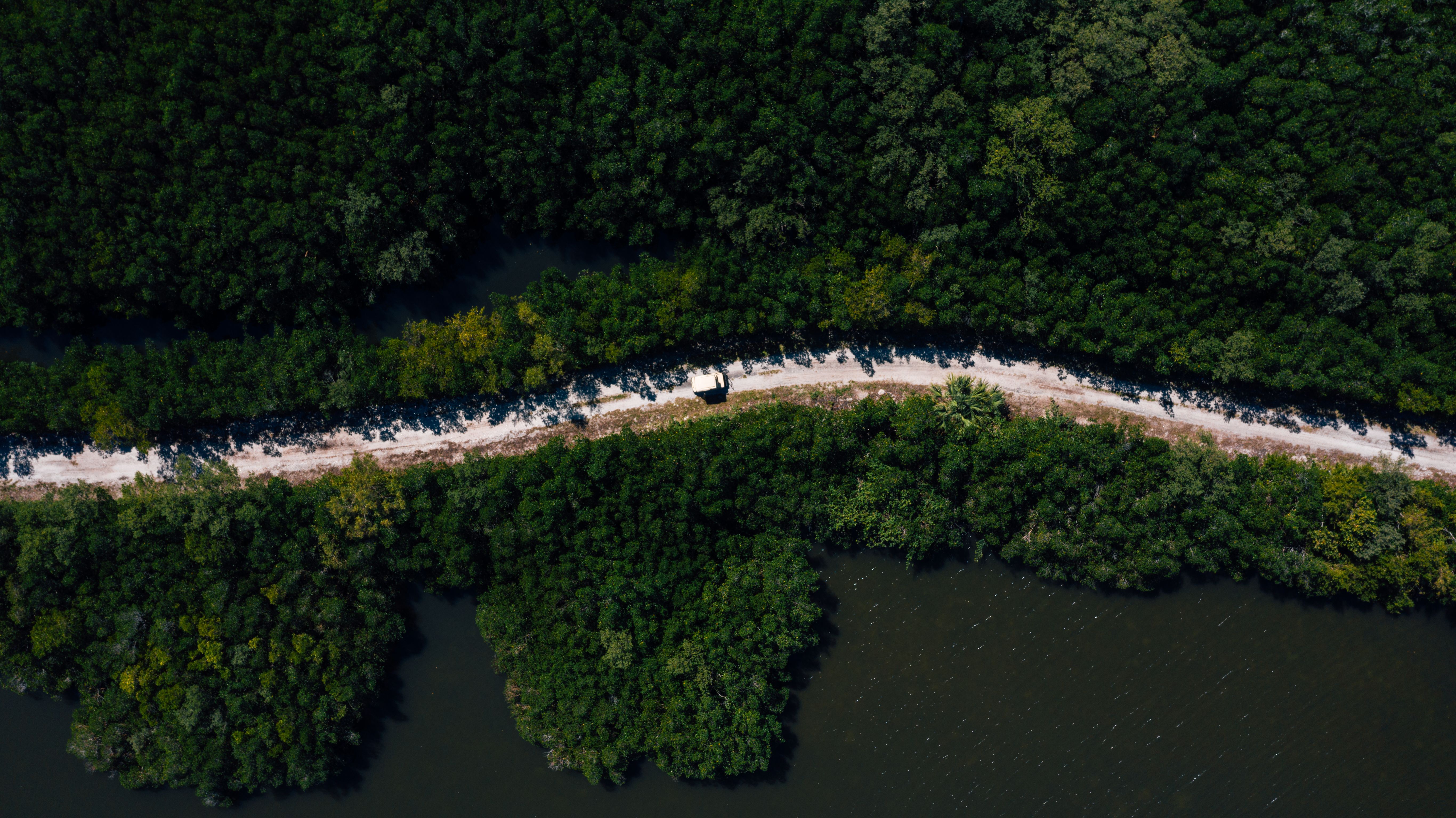 A stunning aerial view of a lush green forest with a dirt pathway cutting through the serene landscape.