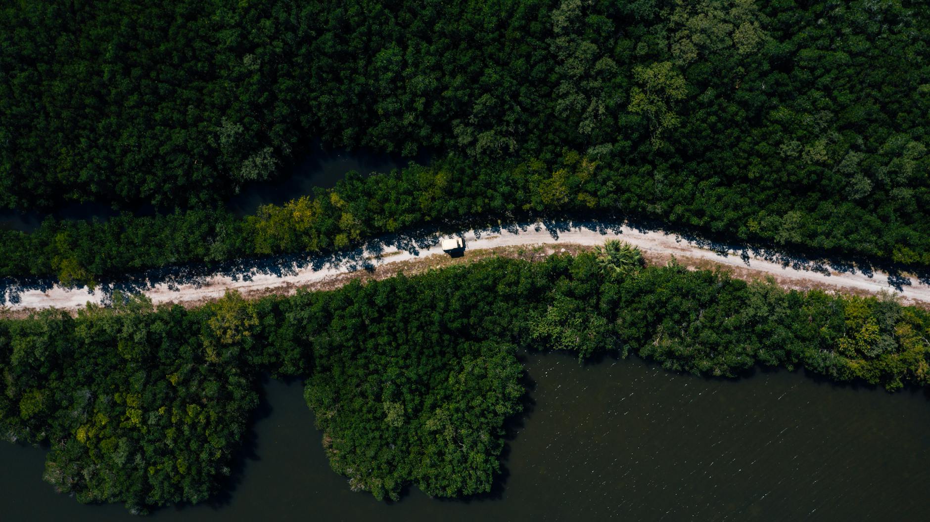 A stunning aerial view of a lush green forest with a dirt pathway cutting through the serene landscape.