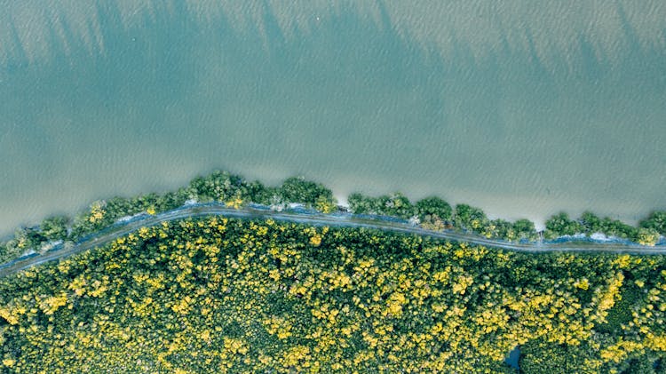 Green Bushes With Blooming Flowers Near River And Ocean