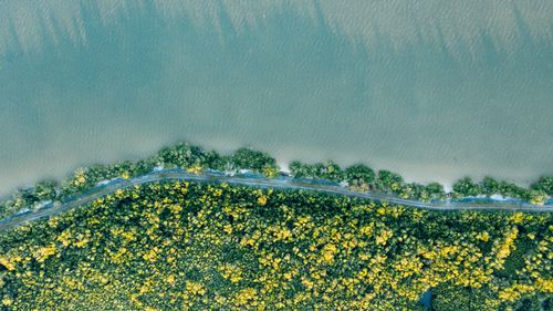 Free Aerial view of spectacular green shrubs with blossoming yellow flowers near river flow and sea in summer in daytime Stock Photo