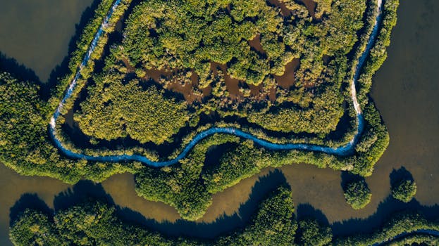 这张航拍照片令人惊叹，它拍摄了蜿蜒水道间的翠绿红树林