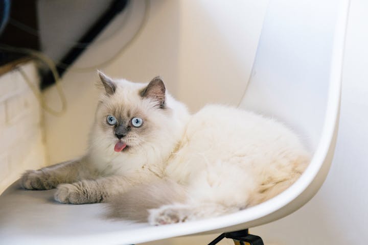 Adorable Ragdoll cat with blue eyes and fluffy fur, sticking out its tongue while lounging on a modern chair.