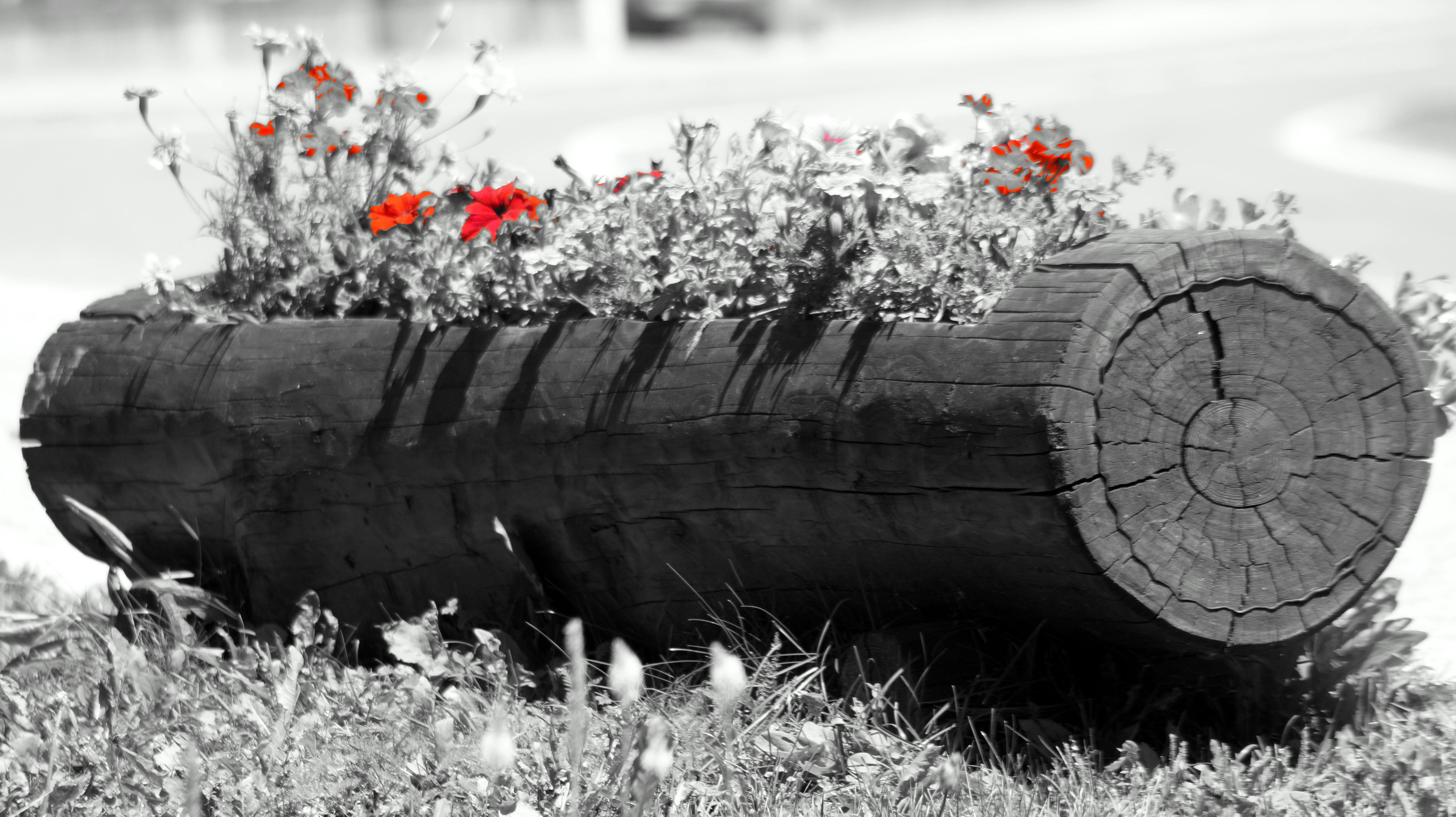 Mobile App Portfolio