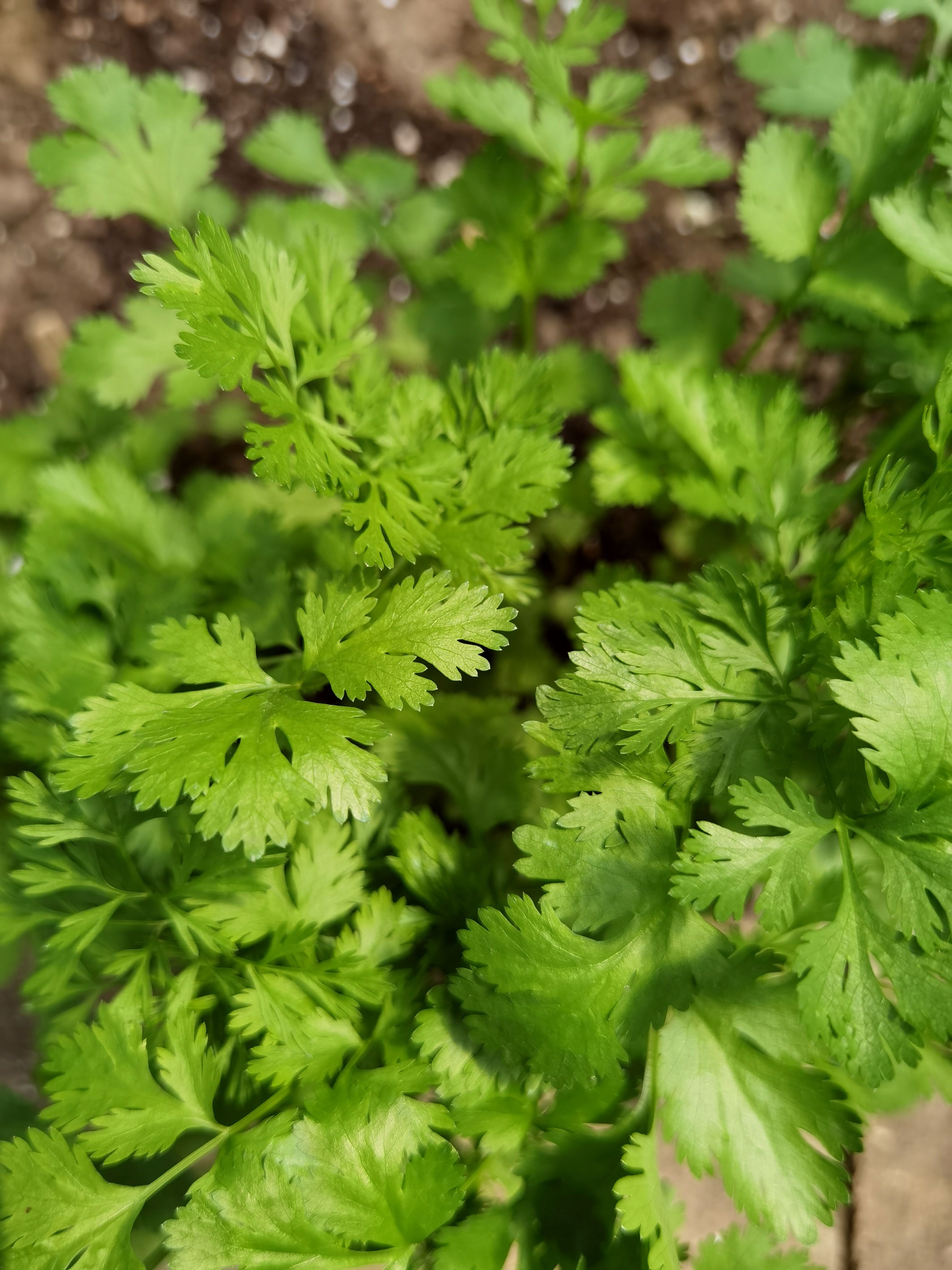 Fresh organic cilantro leaves in garden