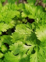 Fresh coriander leaves — photo by Vero Lova on Pexels