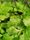 coriander