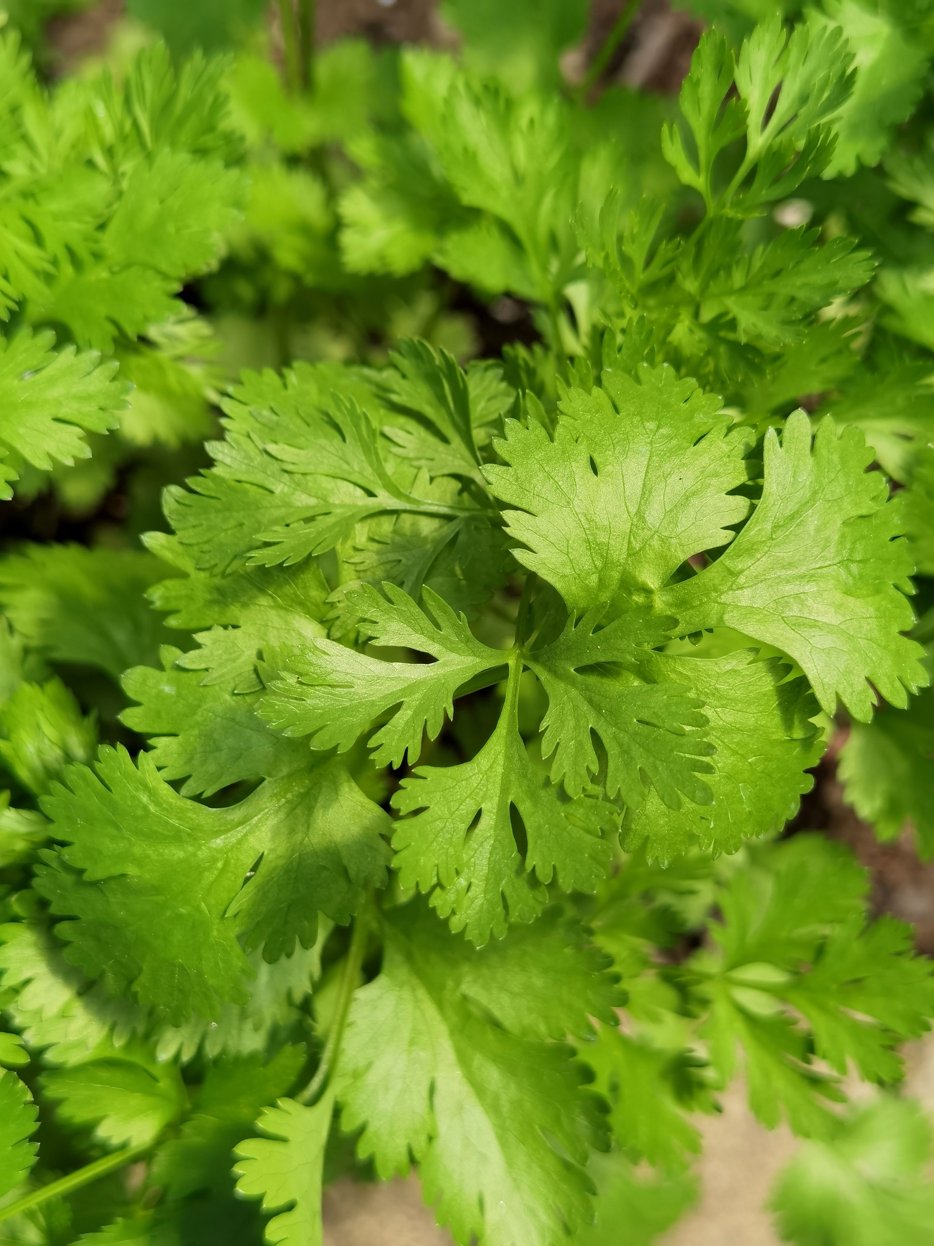 Close-up of fresh cilantro leaves in garden