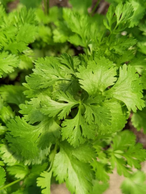 Free A detailed image of vibrant green cilantro leaves, showcasing their natural beauty and freshness. Stock Photo