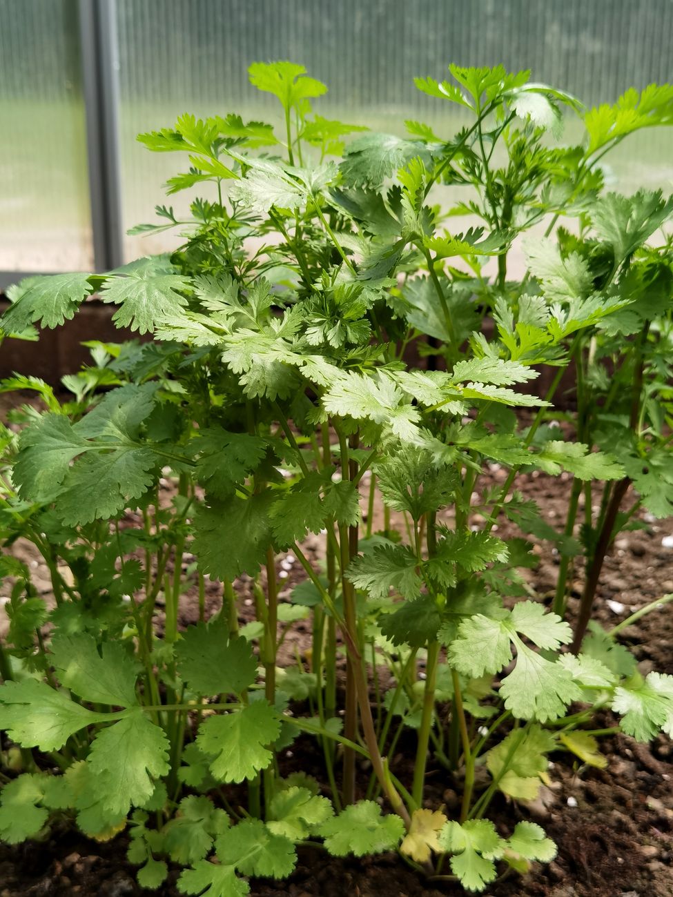 Rescuing Bolting Cilantro: Strategic Cutbacks and Care for a Final Leafy Harvest Before It Goes to Seed
