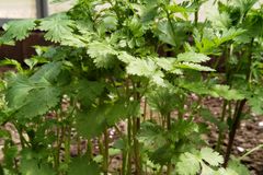 Fresh cilantro plants growing in a backyard garden, showcasing lush green leaves in natural sunlight.