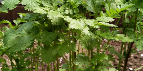 Fresh cilantro plants growing in a backyard garden, showcasing lush green leaves in natural sunlight.