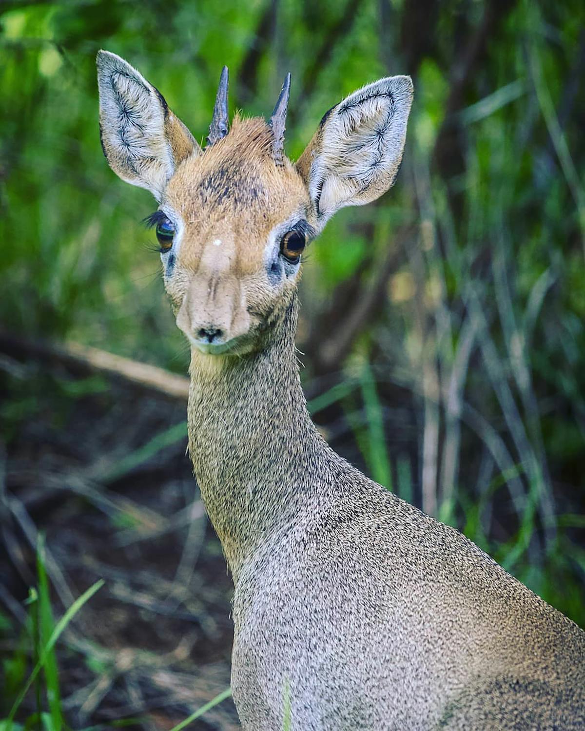Dentist showing a young adult patient a dental X-ray