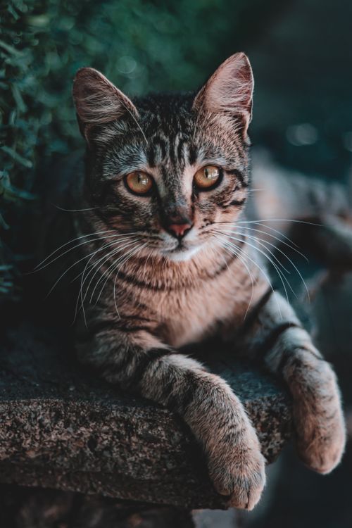 Free Close-up of a calm tabby cat resting on a stone ledge with lush greenery. Stock Photo